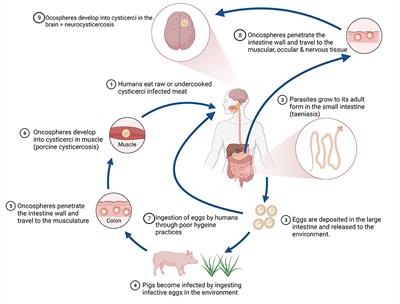 Maximising Societal Benefit From the Control of Neglected Zoonoses: Identifying Synergies and Trade-Offs in the Control of Taenia solium